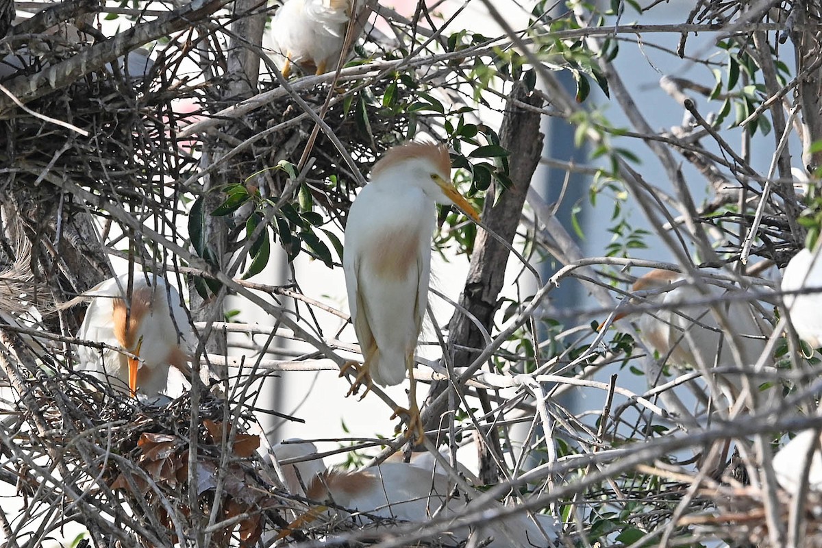 Western Cattle-Egret - ML636566899