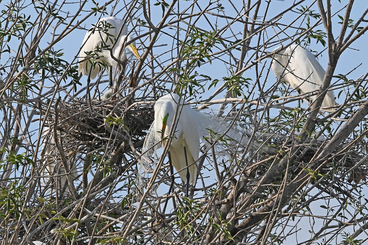 Great Egret - ML636566915