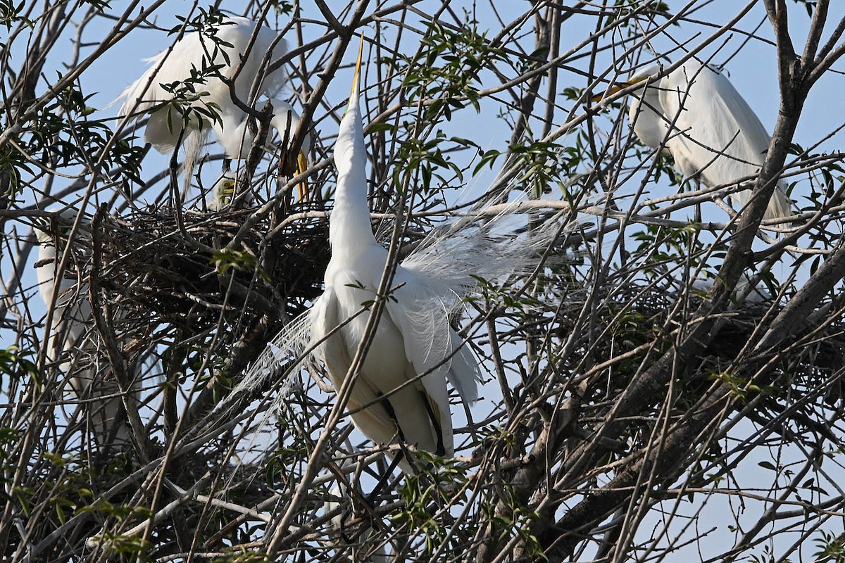 Great Egret - ML636566916