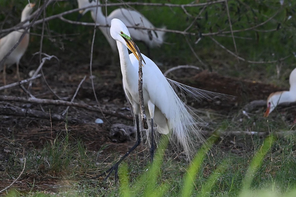 Great Egret - ML636566917