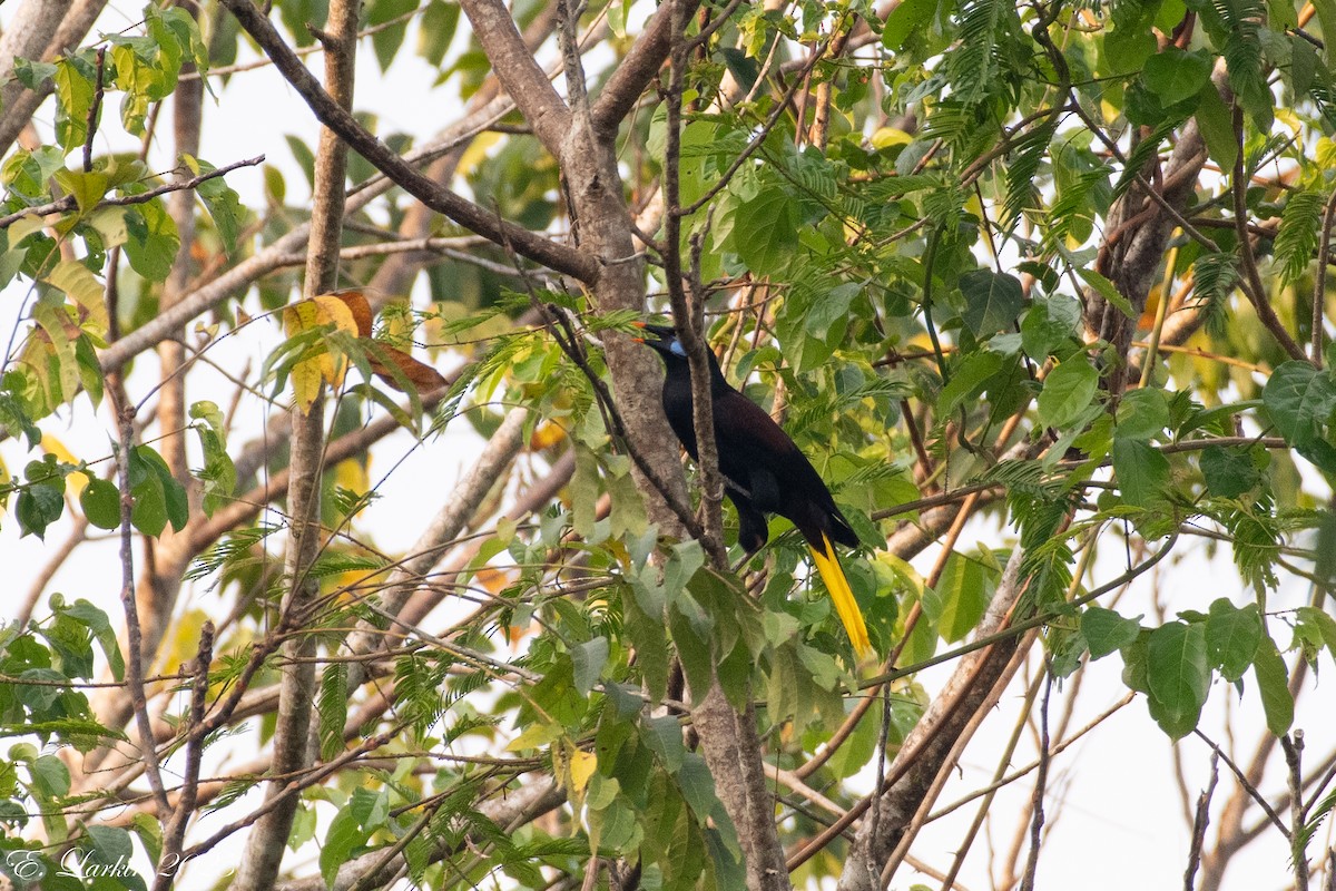 Black Oropendola - ML636567029