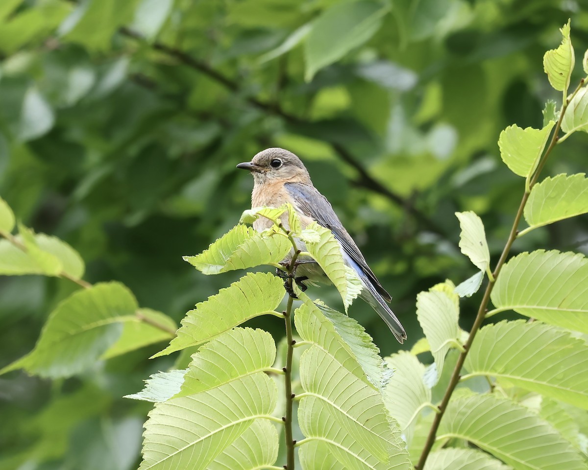 Eastern Bluebird - ML636567054