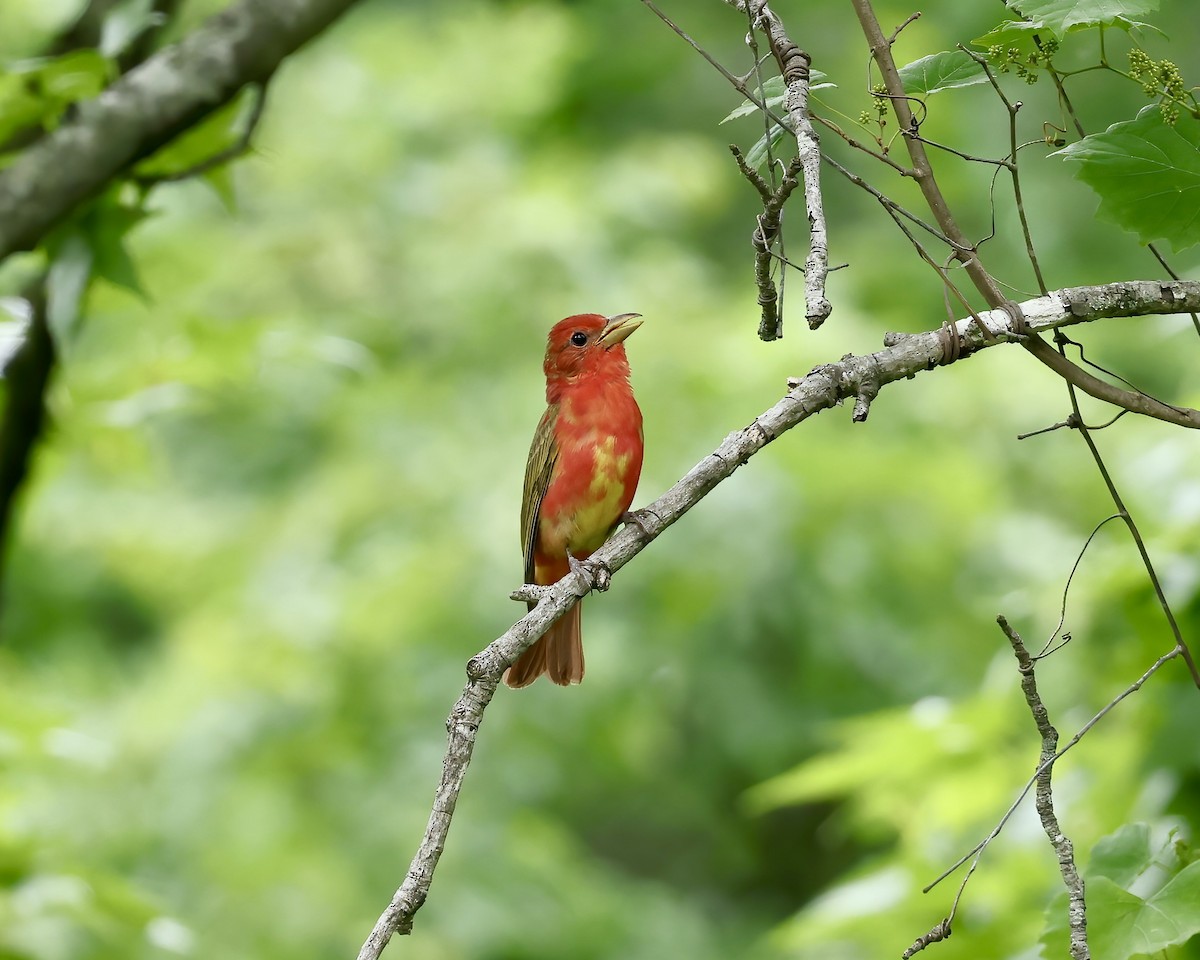 Summer Tanager - ML636567074