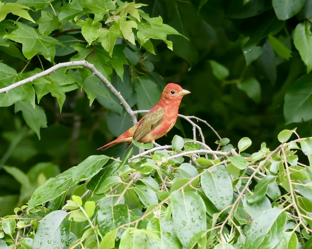 Summer Tanager - ML636567075