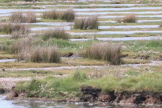 Hayle Estuary RSPB Reserve--Ryans Field, Cornwall, England, United ...