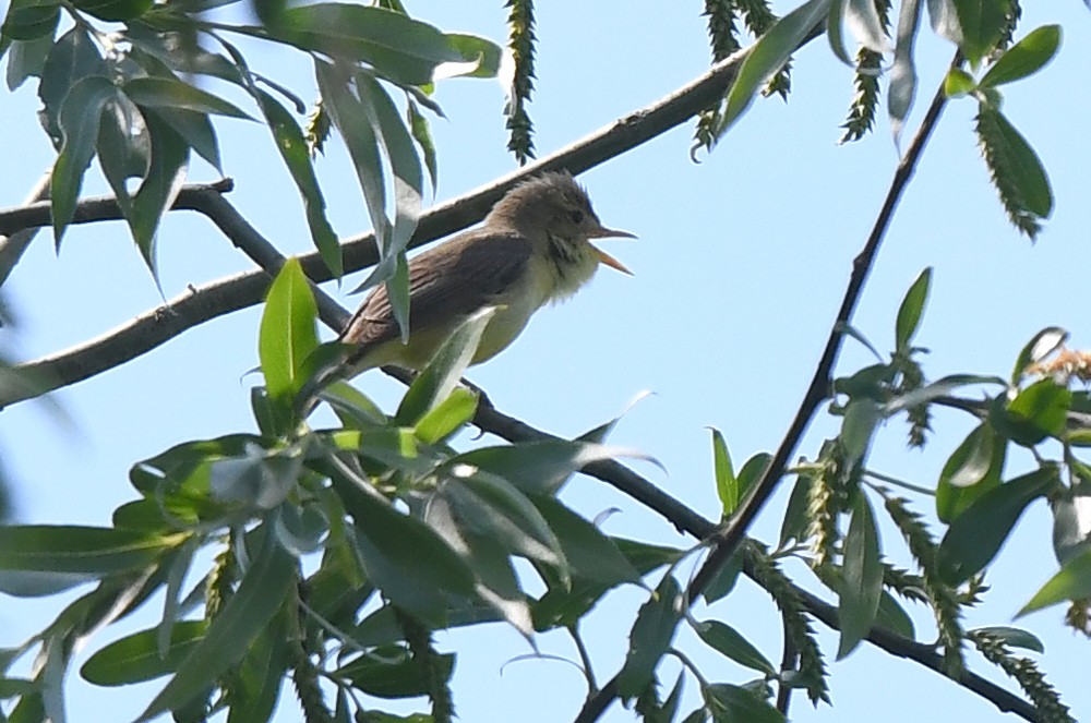Melodious Warbler - ML636567212