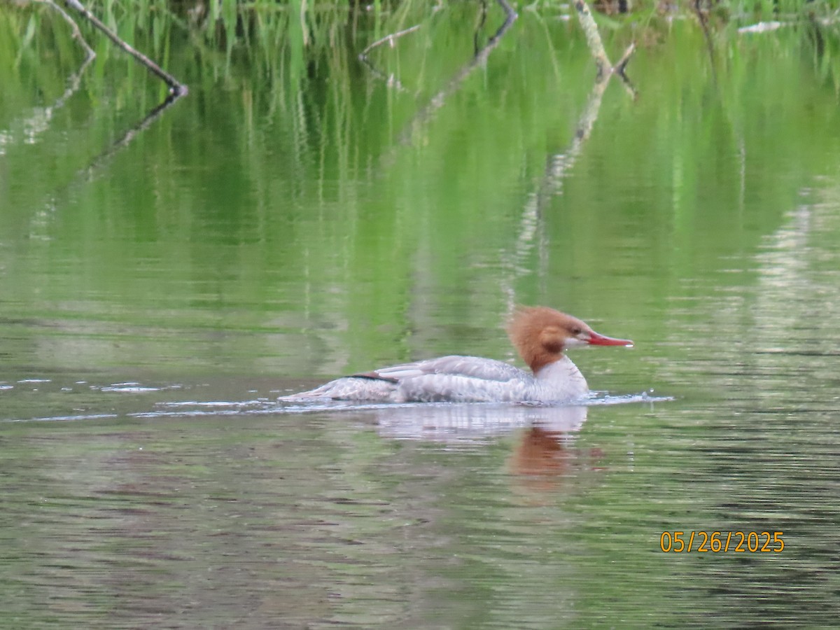 Gänsesäger (americanus) - ML636567310