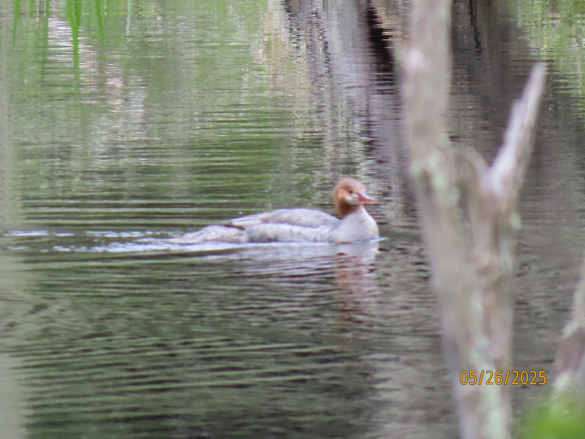 Gänsesäger (americanus) - ML636567311