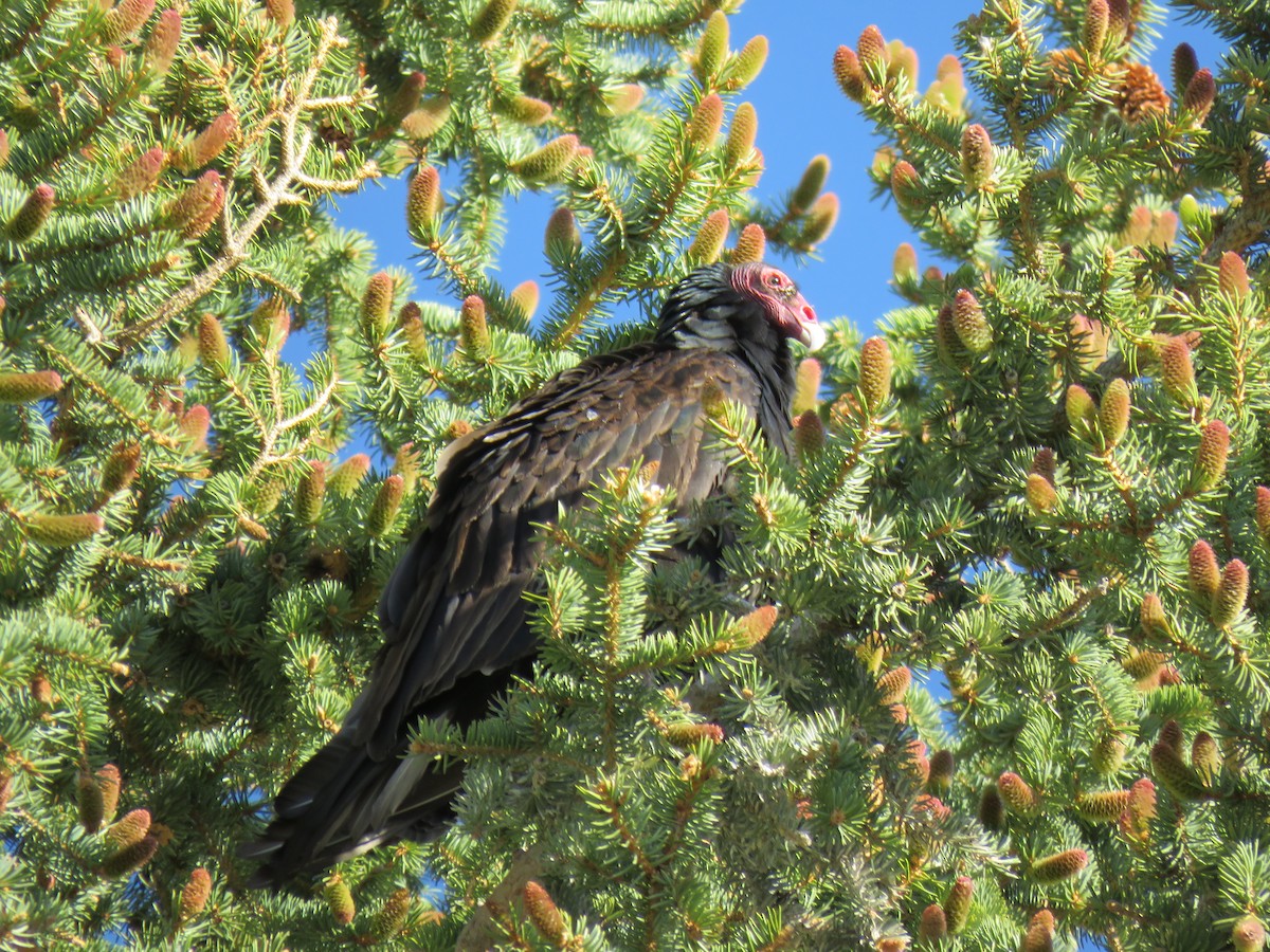 Turkey Vulture - ML636567368