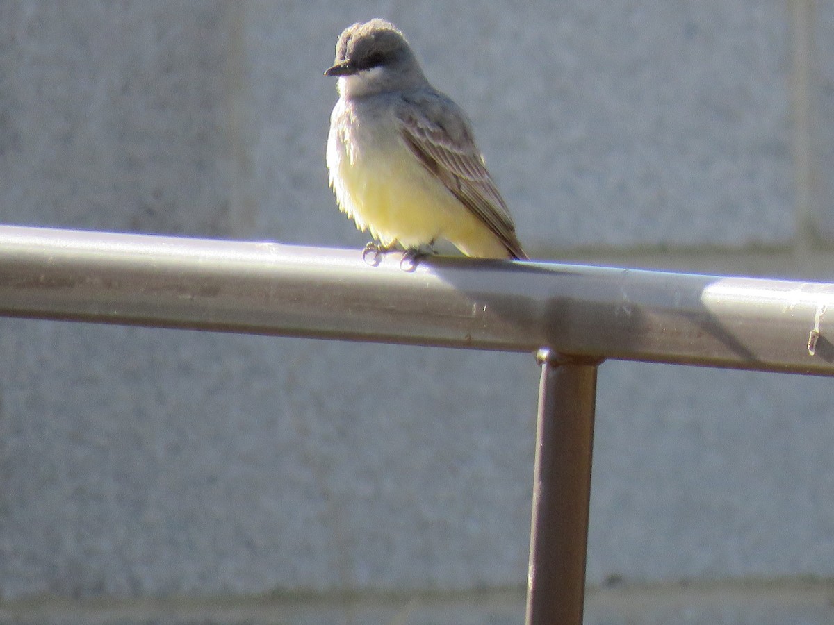 Cassin's Kingbird - ML636567379