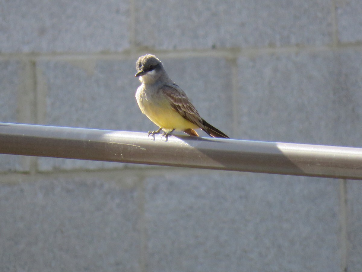 Cassin's Kingbird - ML636567381
