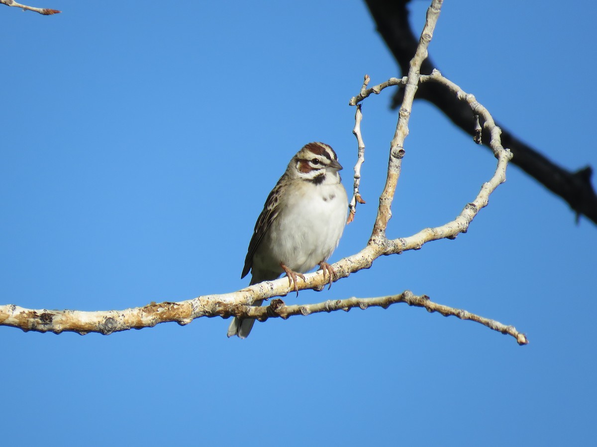 Lark Sparrow - ML636567403