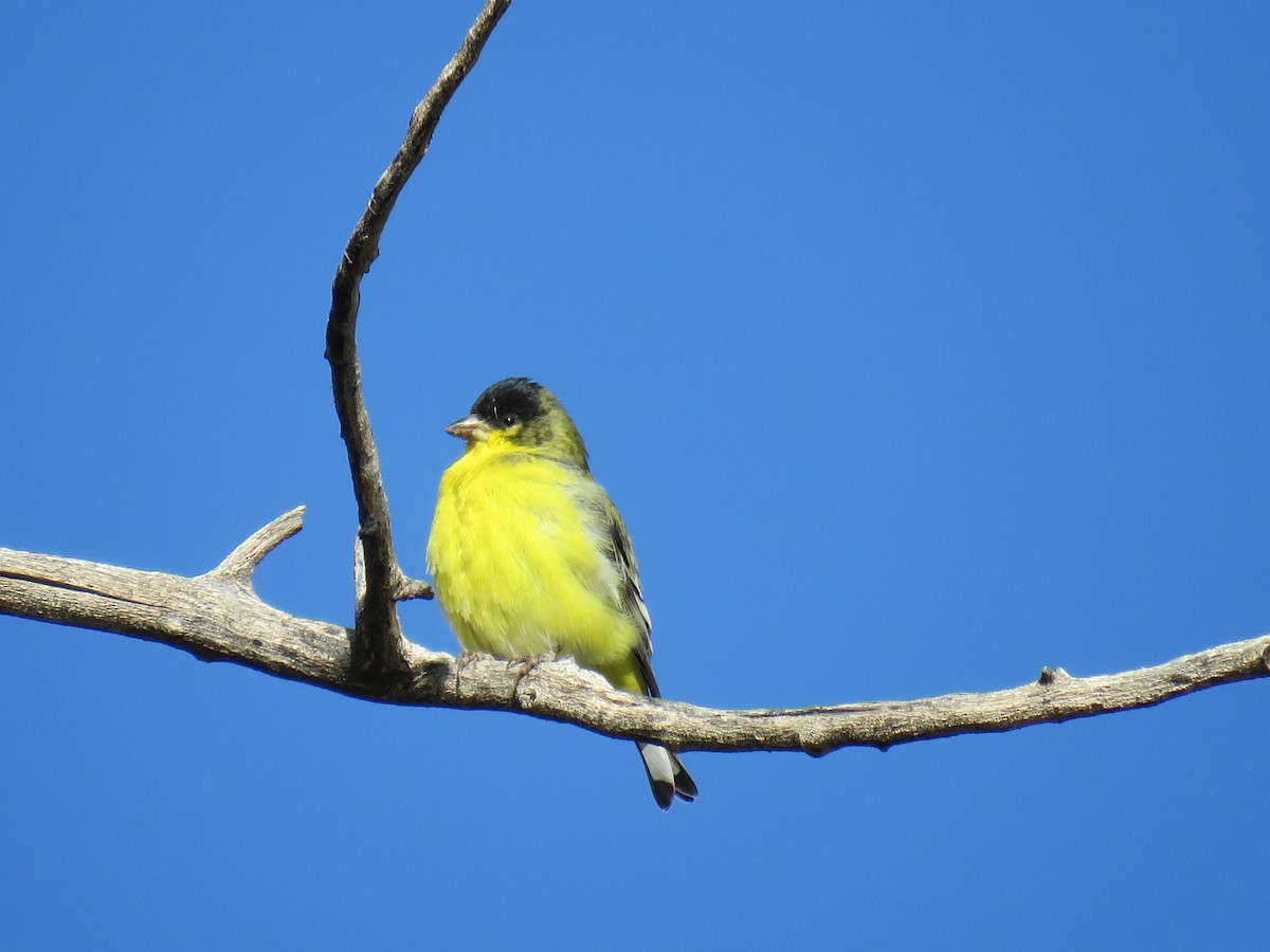 Lesser Goldfinch - ML636567412