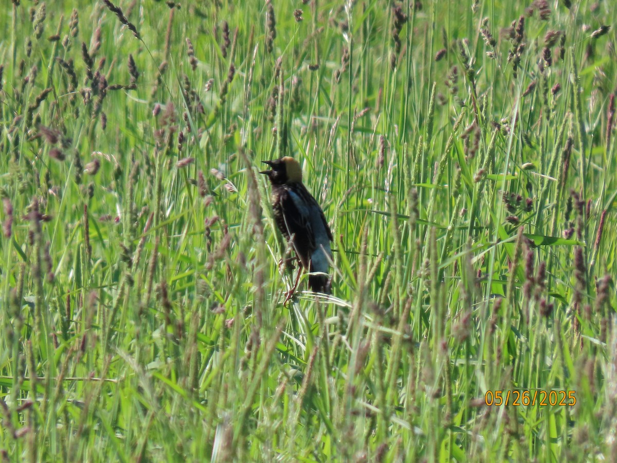 Bobolink - ML636567469