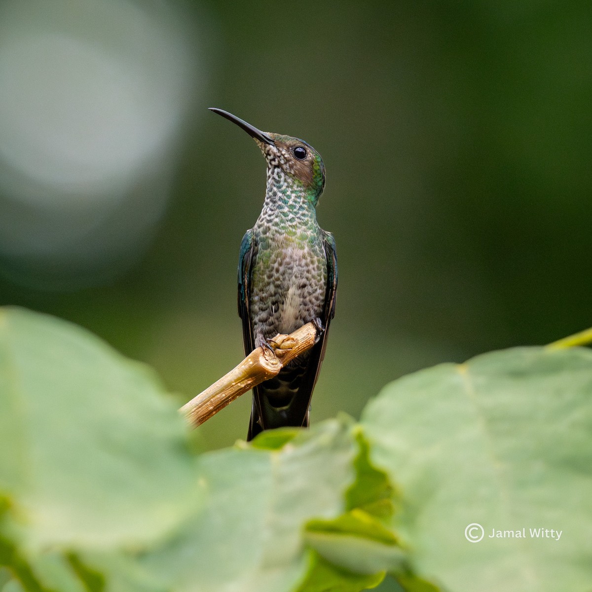 White-necked Jacobin - ML636567479
