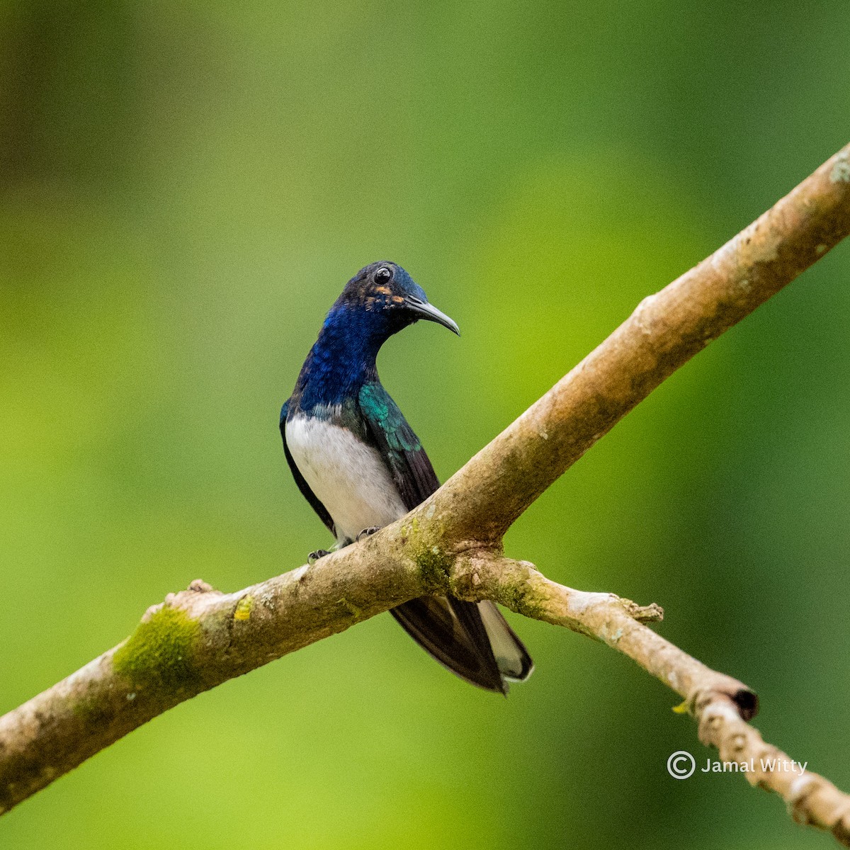 White-necked Jacobin - ML636567480