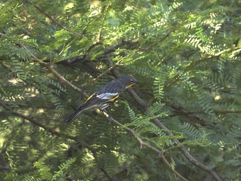Yellow-rumped Warbler (Audubon's) - ML636567493