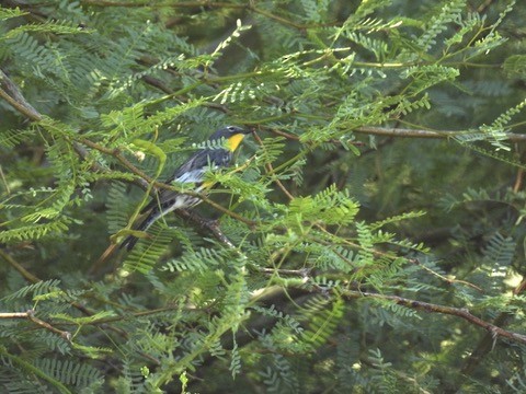 Yellow-rumped Warbler (Audubon's) - ML636567510