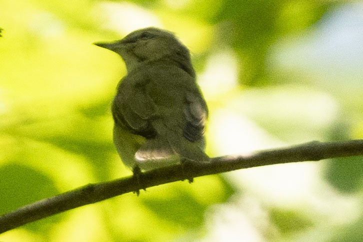 Red-eyed Vireo - ML636567525