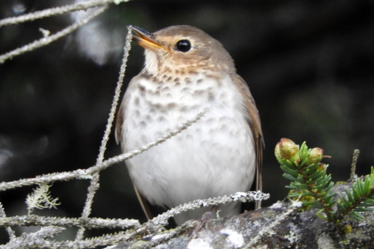 Swainson's Thrush - ML636567613