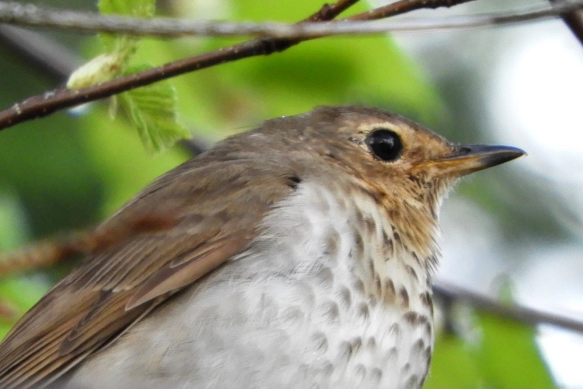 Swainson's Thrush - ML636567614