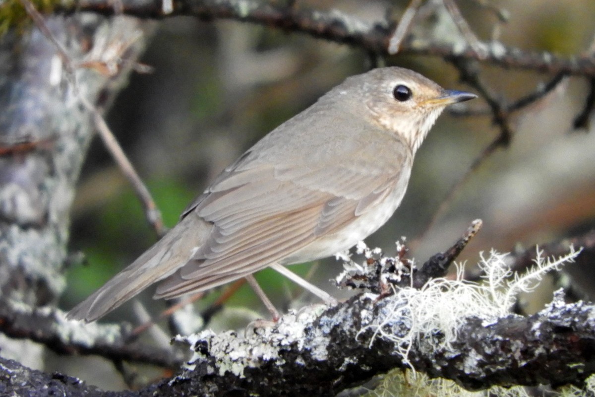 Swainson's Thrush - ML636567615