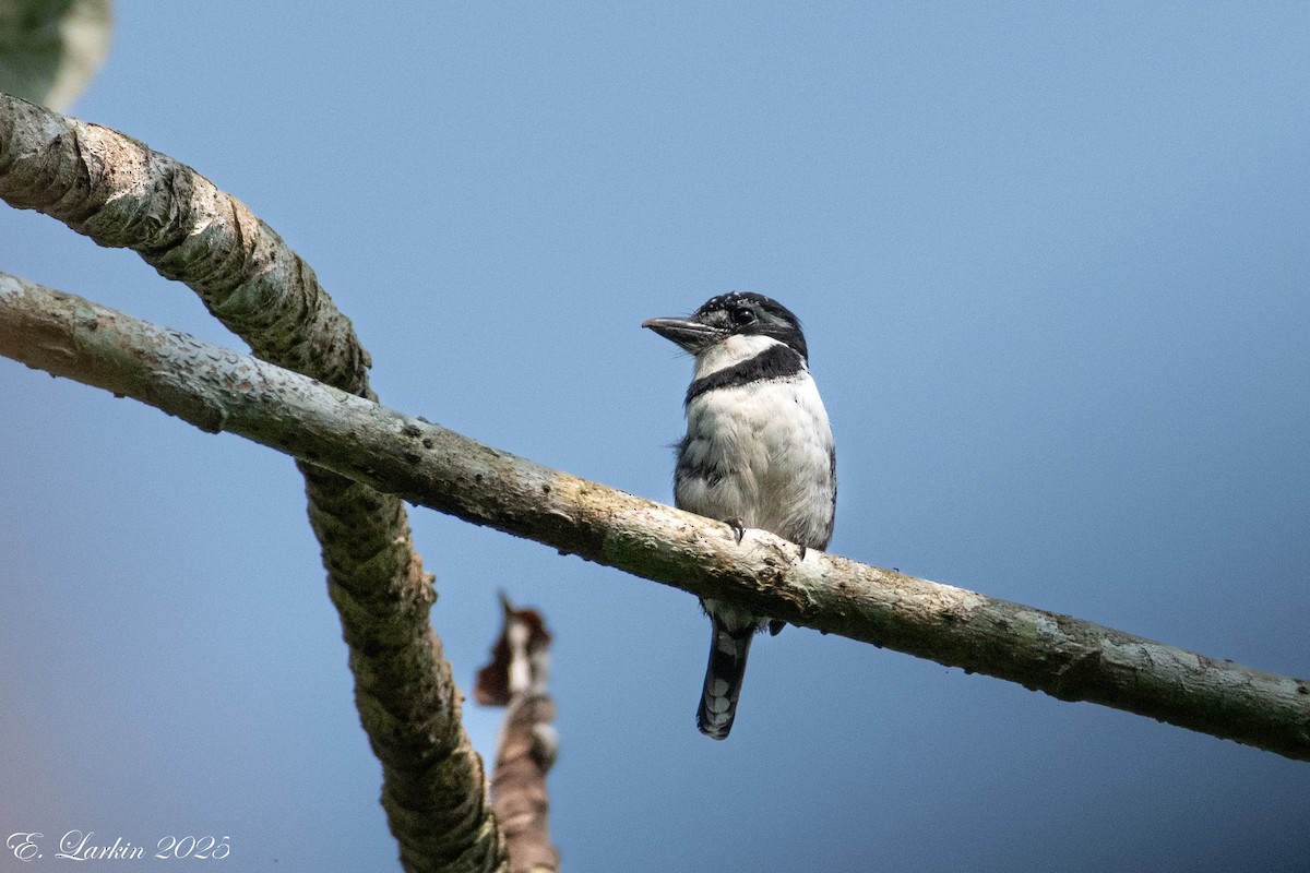 Pied Puffbird - ML636567630
