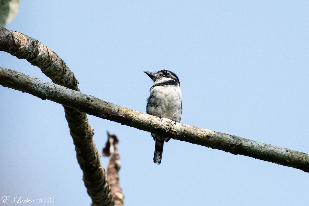 Pied Puffbird - ML636567632