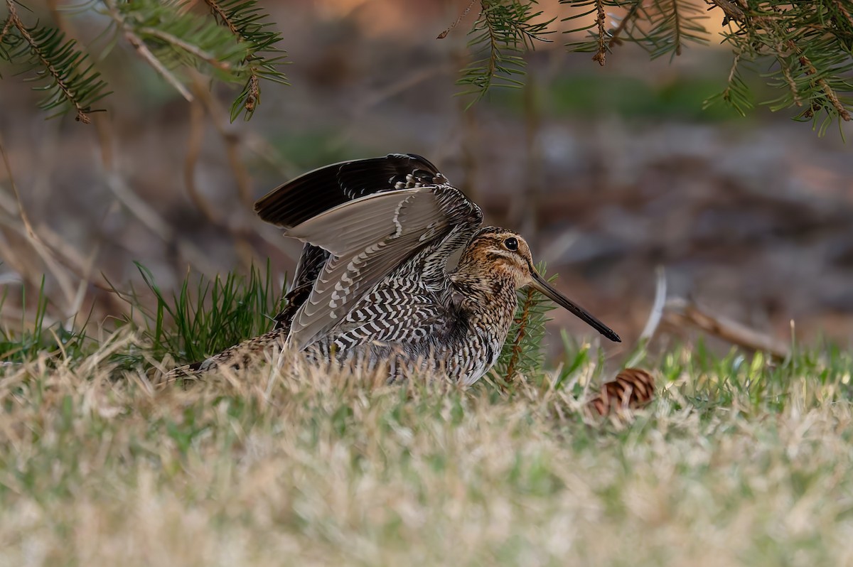 Wilson's Snipe - ML636567671
