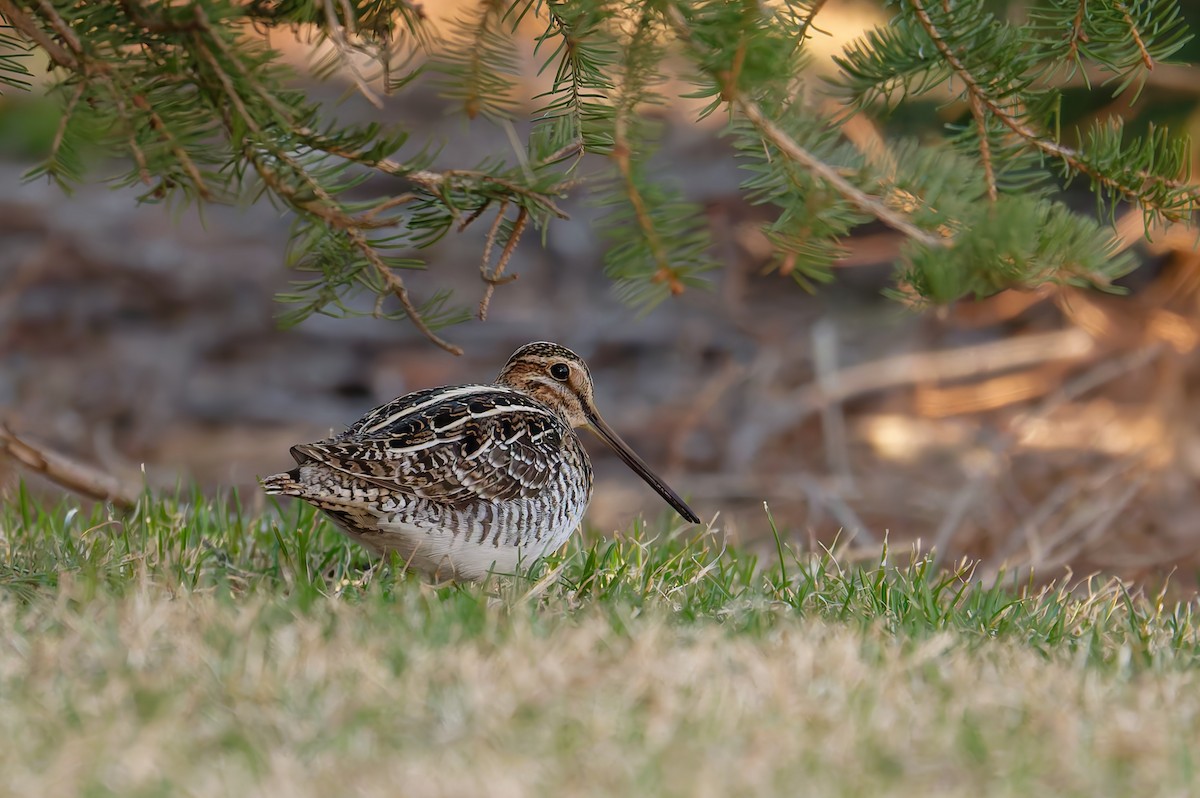Wilson's Snipe - ML636567672