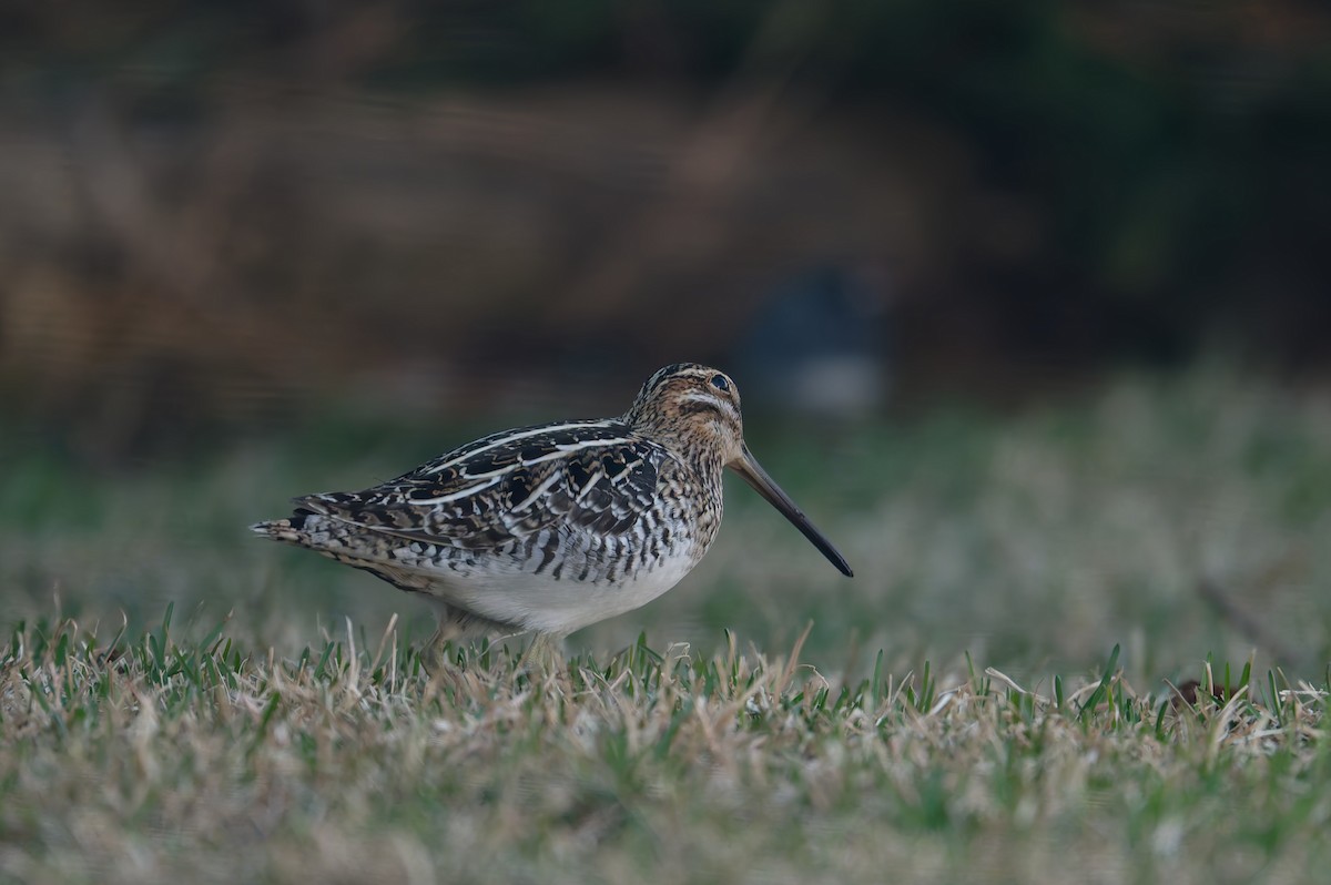 Wilson's Snipe - ML636567673
