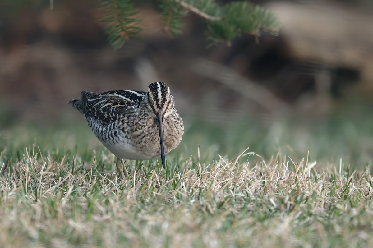 Wilson's Snipe - ML636567674
