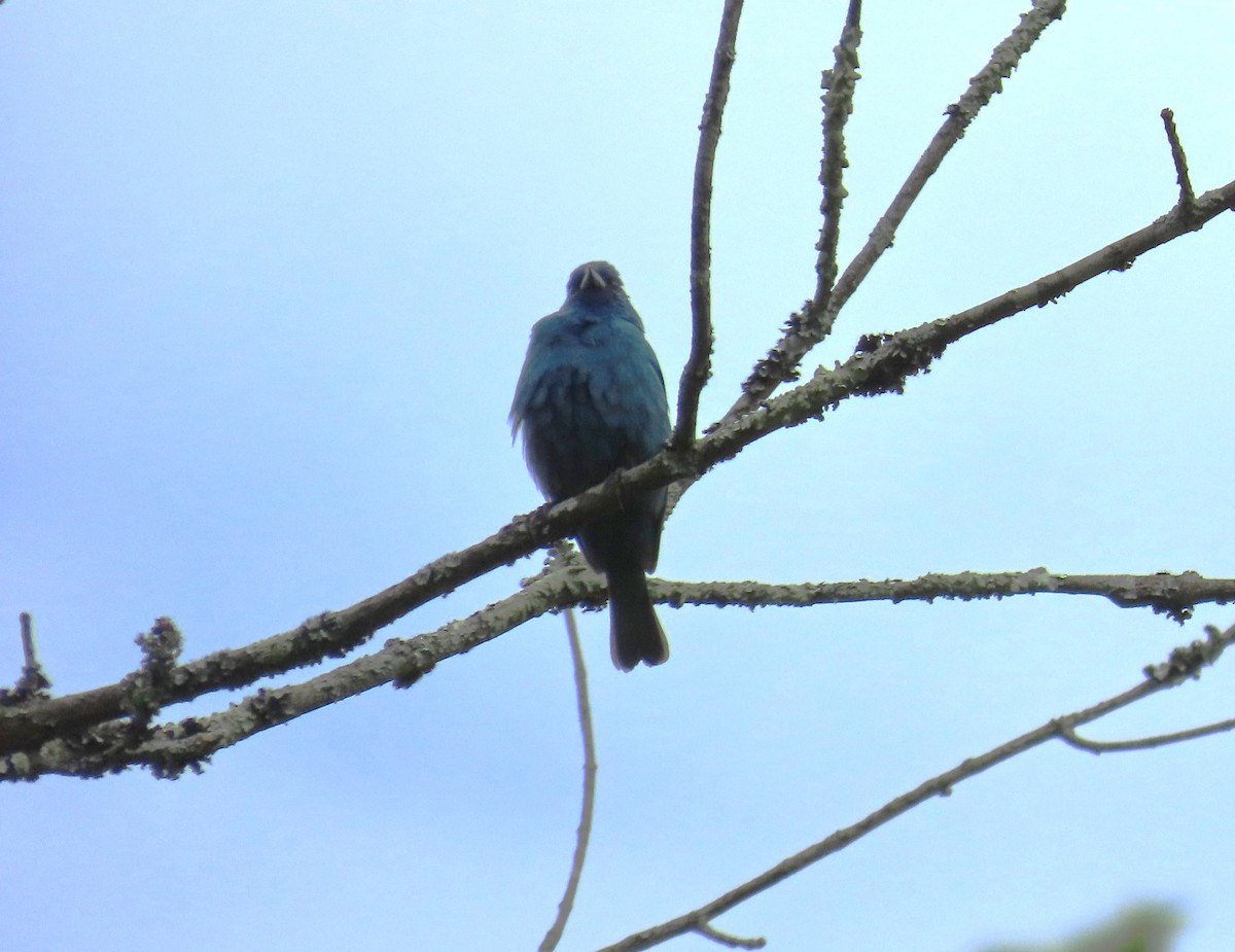 Indigo Bunting - ML636567708