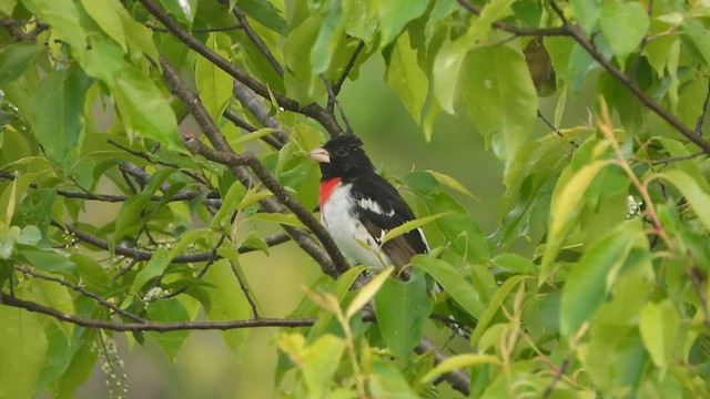 Rose-breasted Grosbeak - ML636567709