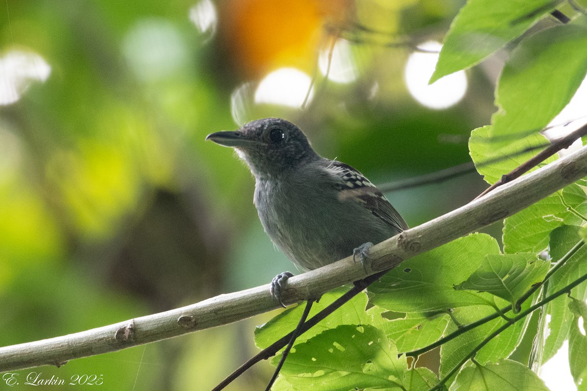 Black-crowned Antshrike - ML636567720