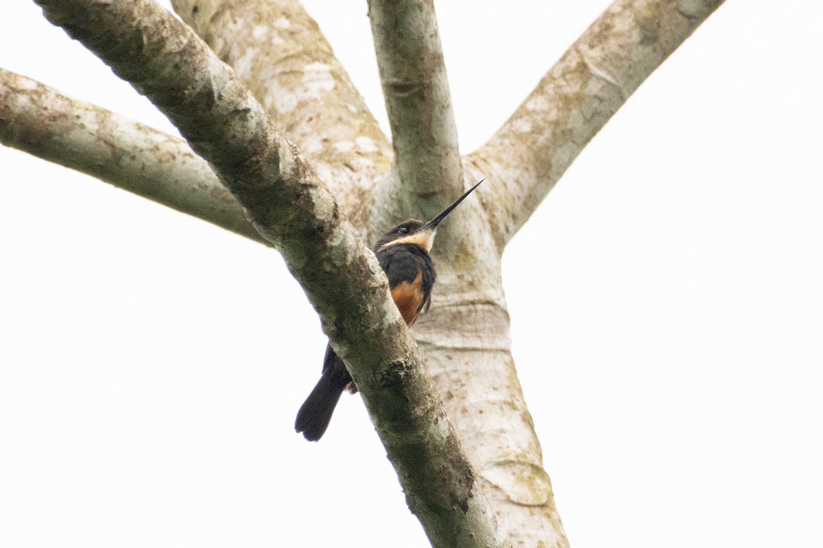 Dusky-backed Jacamar - ML636567742