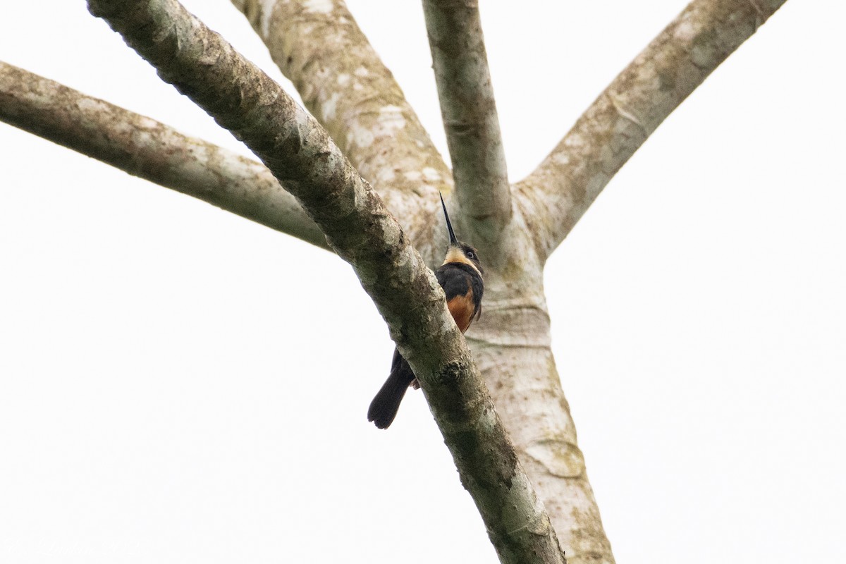 Dusky-backed Jacamar - ML636567744