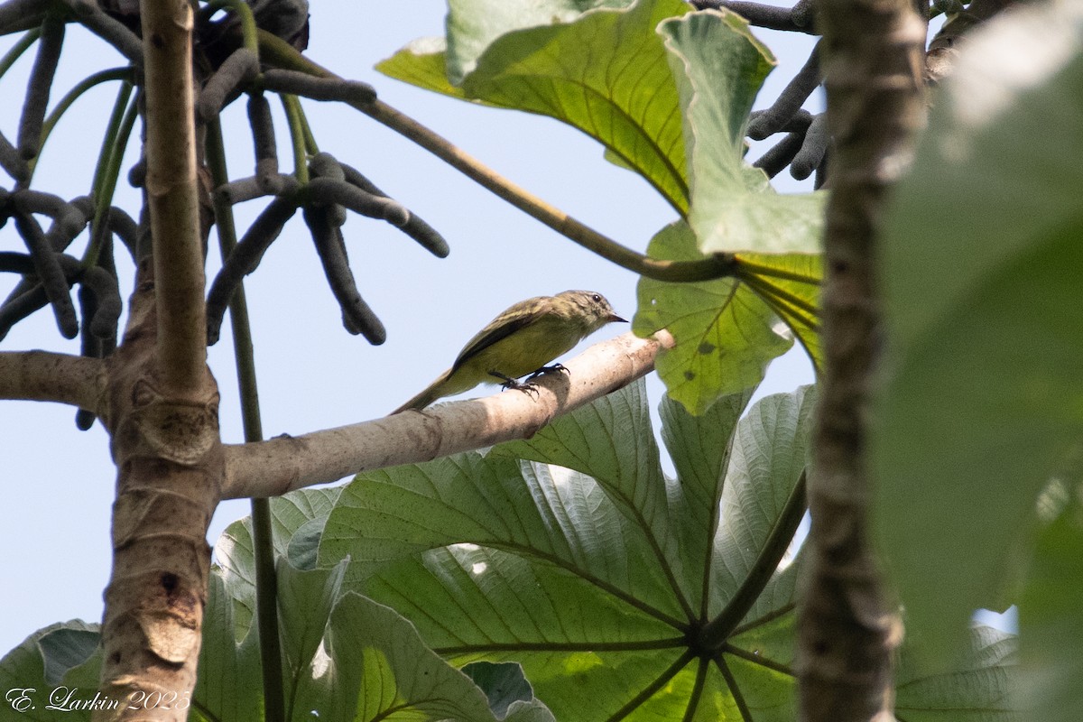 Forest Elaenia - ML636567760