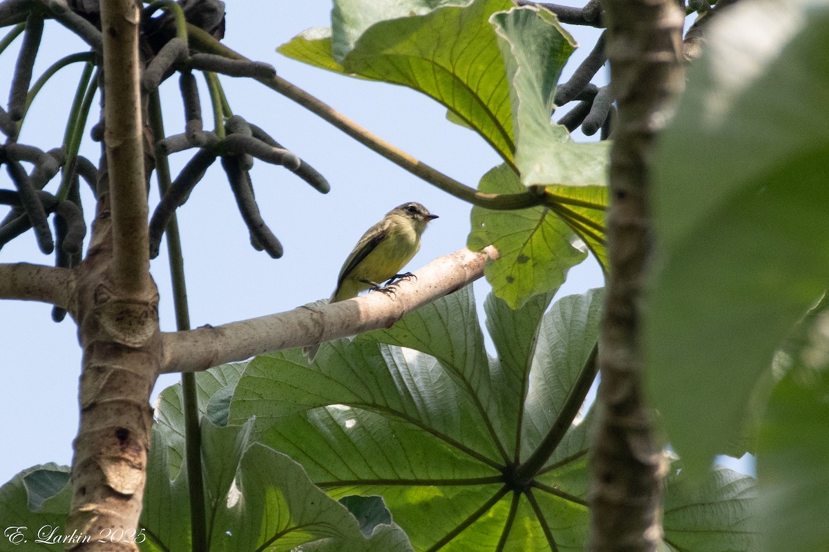 Forest Elaenia - ML636567761