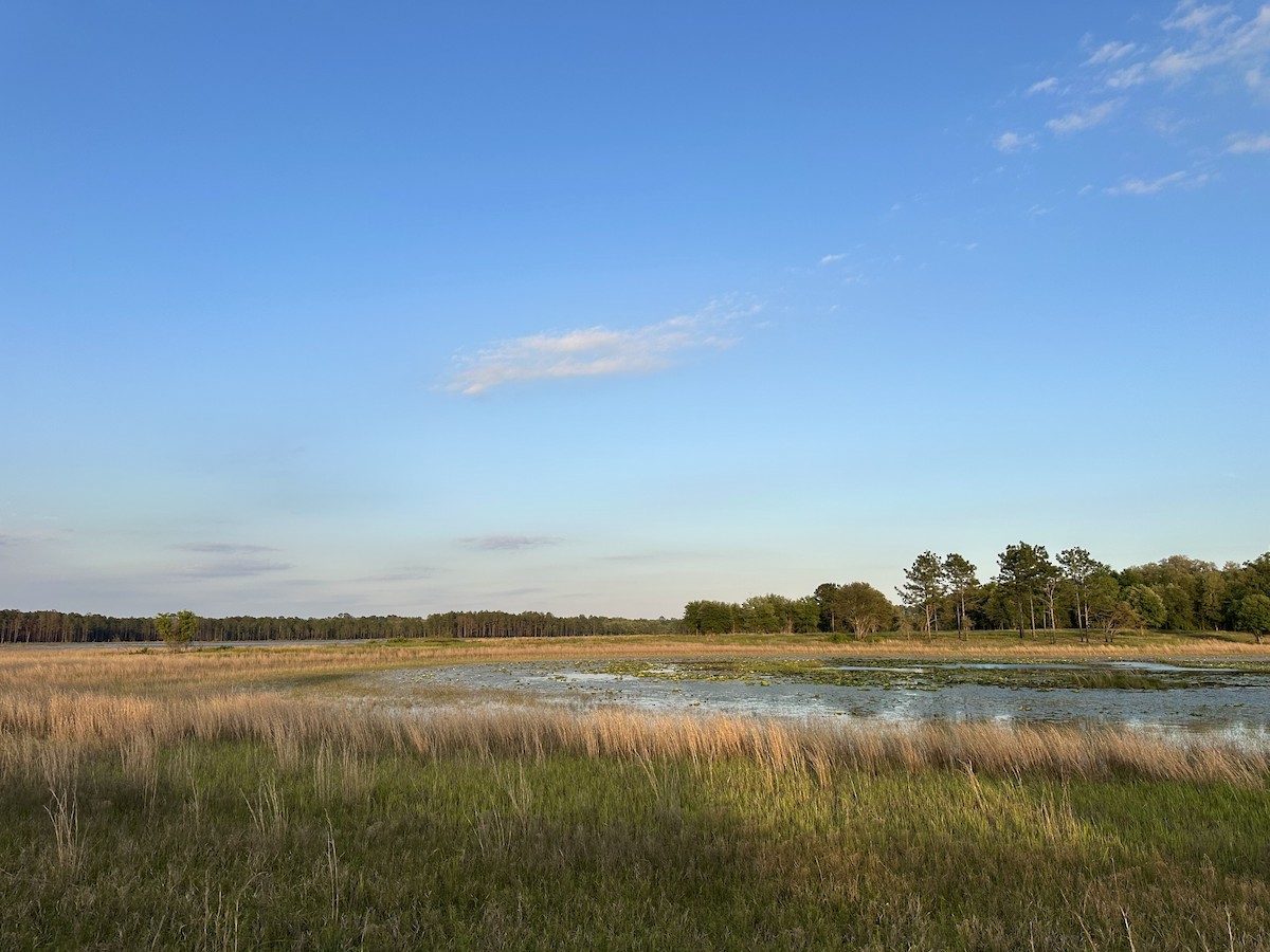 Eastern Kingbird - ML636567773