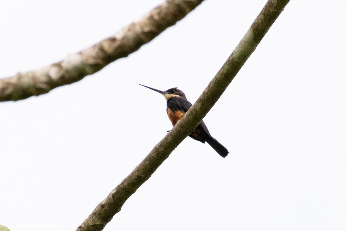 Dusky-backed Jacamar - ML636567787