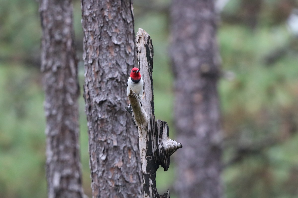 Red-headed Woodpecker - ML636567793