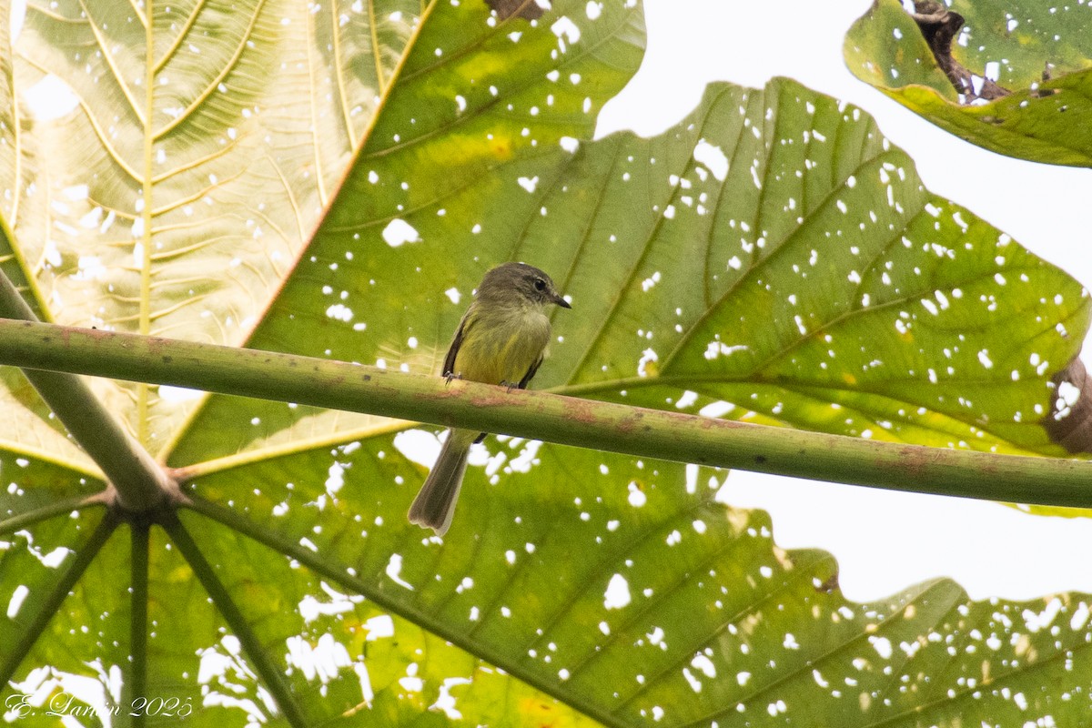 Forest Elaenia - ML636567801
