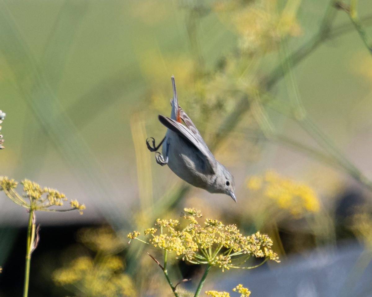 Lucy's Warbler - ML636567815