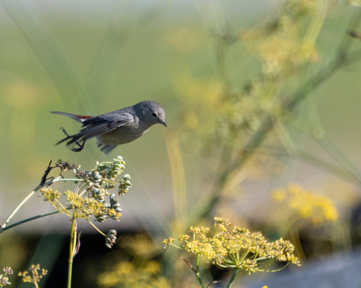 Lucy's Warbler - ML636567816