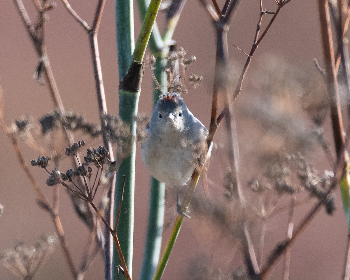 Lucy's Warbler - ML636567817
