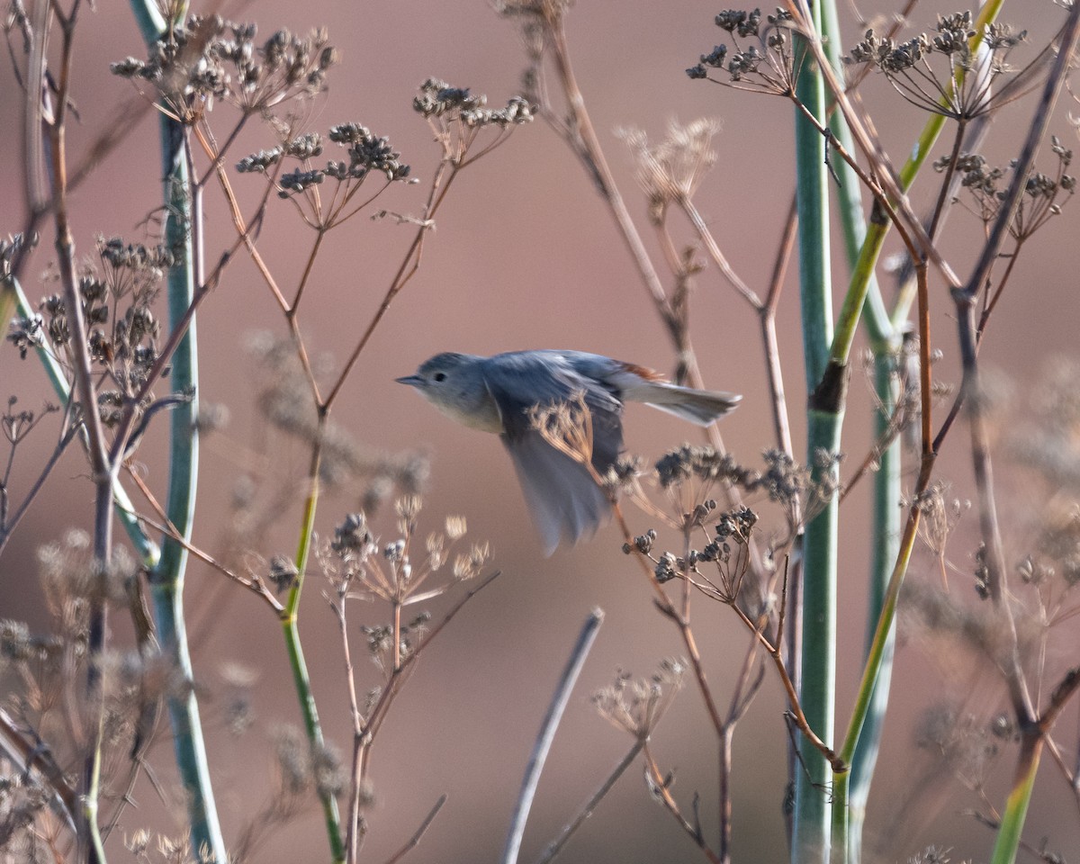 Lucy's Warbler - ML636567818