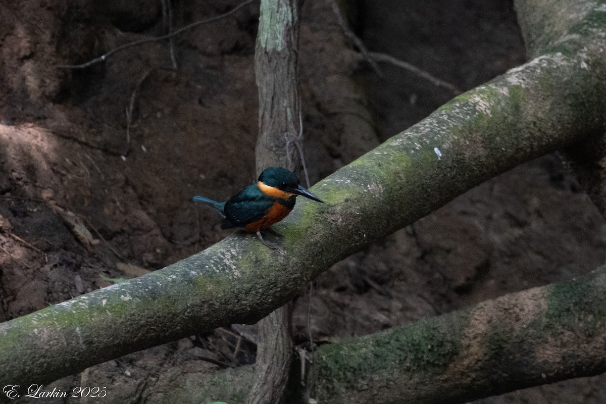 Green-and-rufous Kingfisher - ML636567820