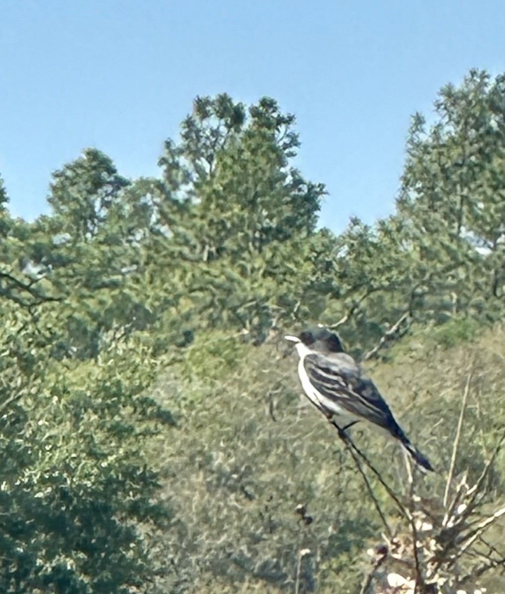 Eastern Kingbird - ML636567823