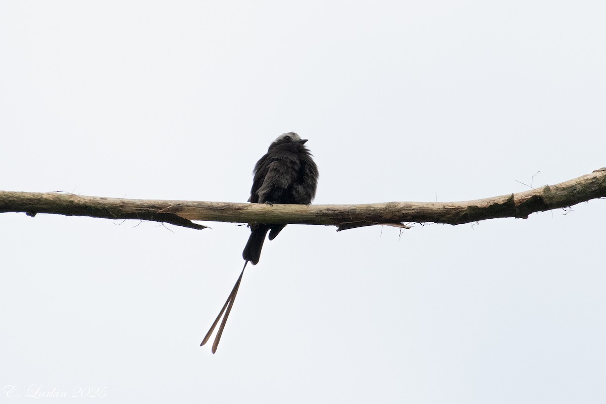 Long-tailed Tyrant - ML636567829